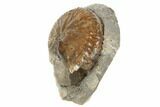 Cretaceous Fossil Ammonite (Jeletzkytes) - South Dakota #189335-1
